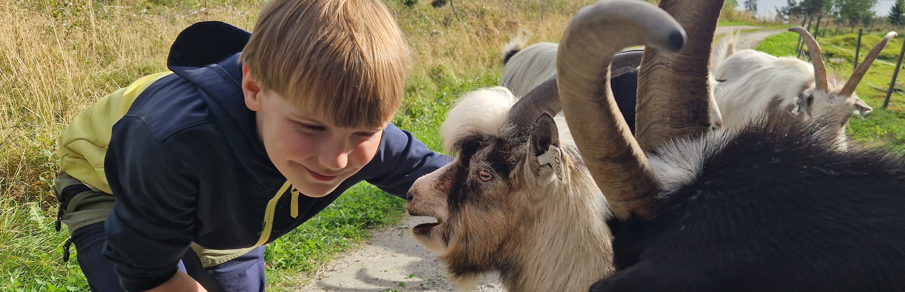 Fjellandbruket.  Status og utvikling i landbruket i fjellkommunene i Norge