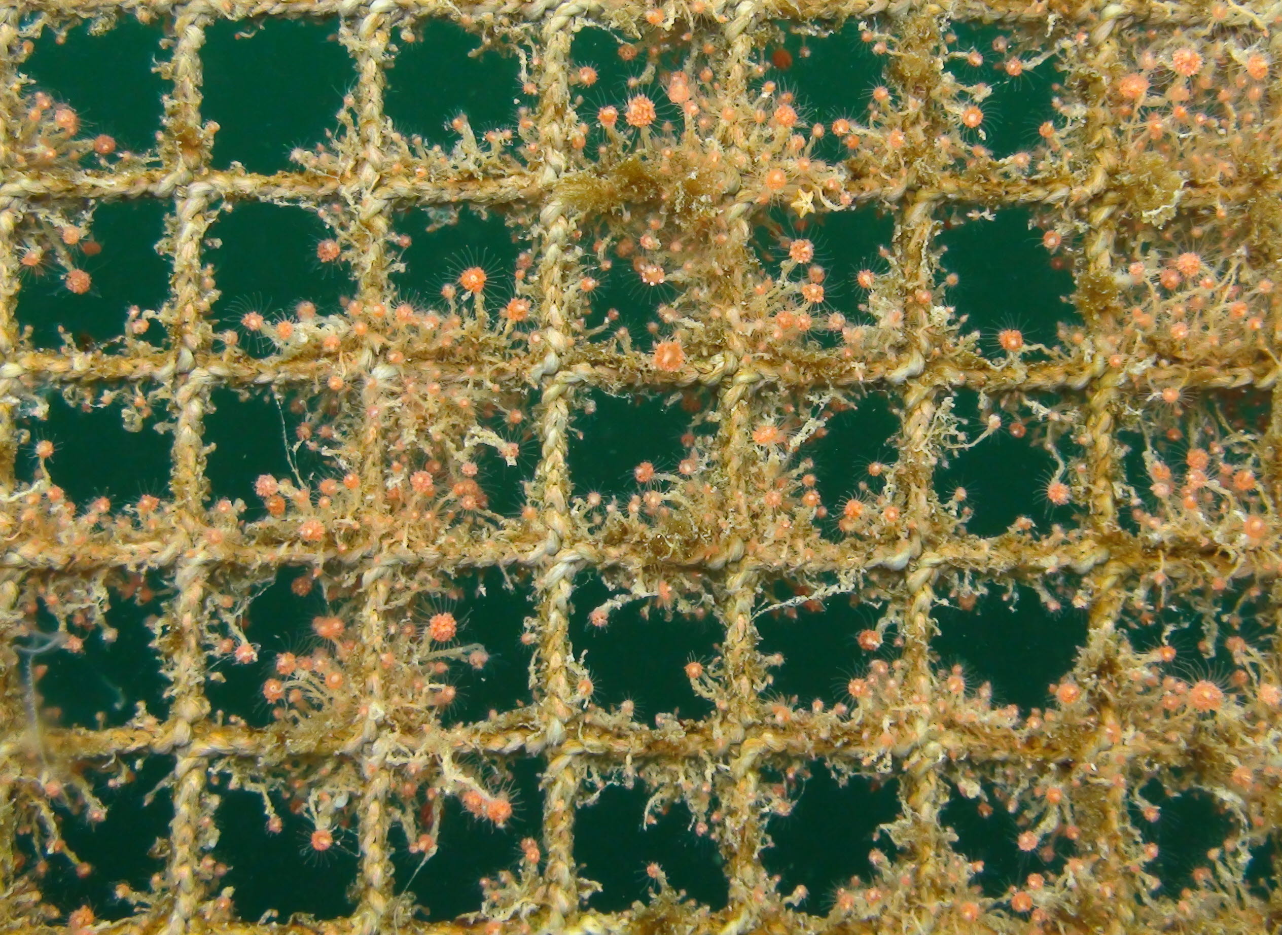 Varmtvann og eddik mot begroing