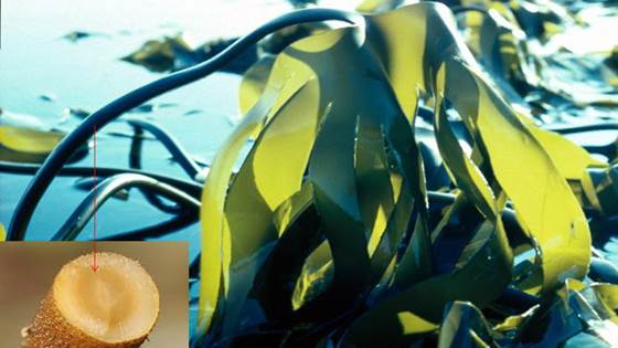 Mar3Bio – Biorefinery and biotechnological exploitation of marine biomasses