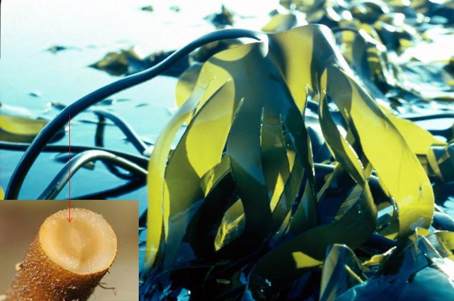 Alginate is found in the stem and in the leaves of brown algae like Laminaria hyperborea