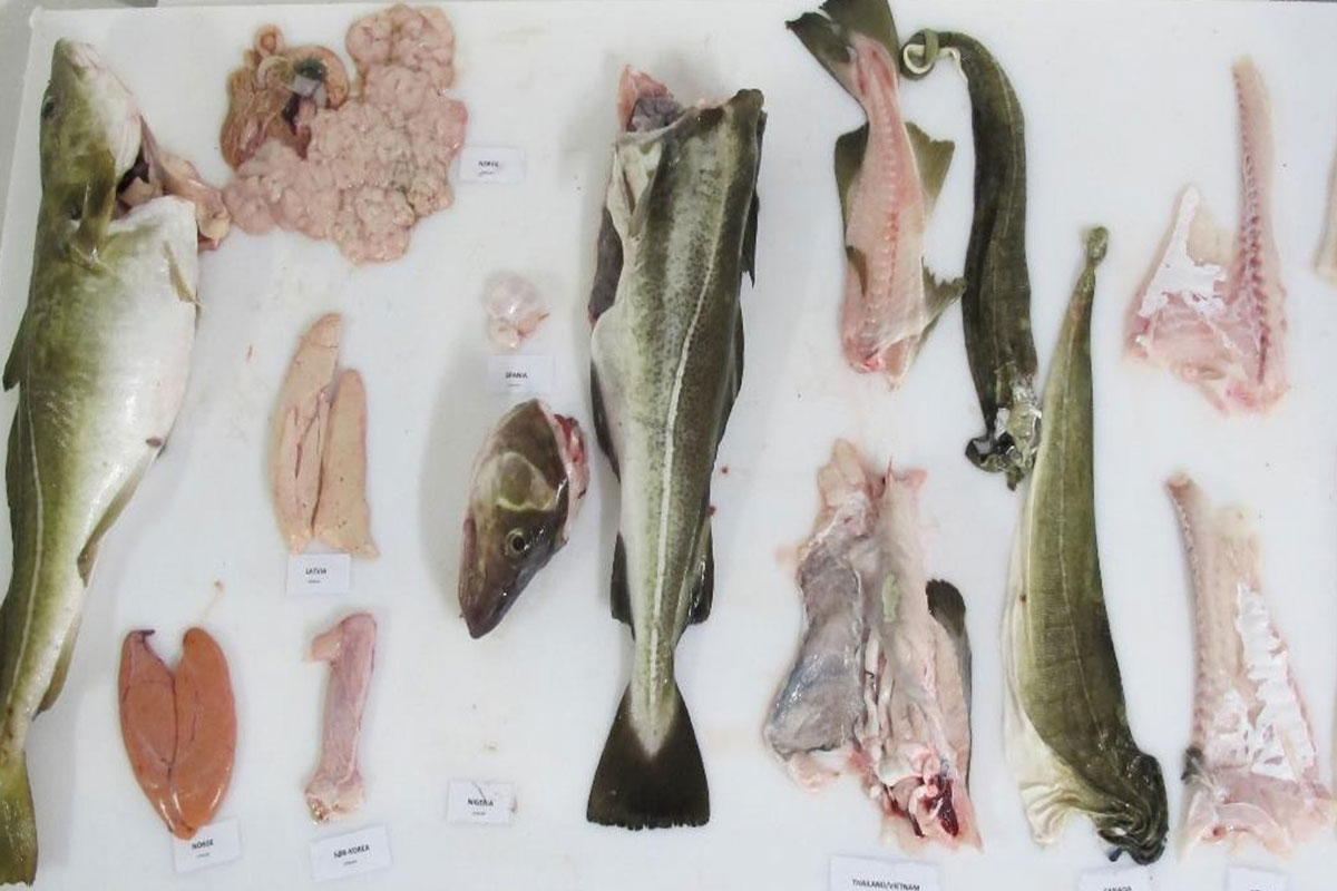 Webinar: Én fiskeart – én fasit? Felles forståelse av spiselig andel og omregningsfaktorer i sjømatnæringen