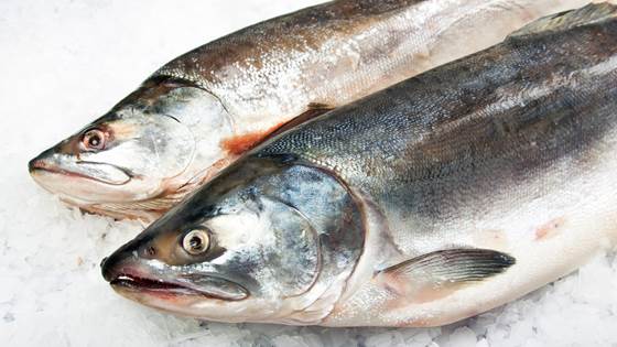 New project shall provide better understanding of food value chain and network dynamics