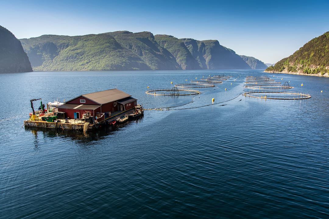 AdobeStock_216273381_Norwegian fish farm_by Tania Zbrodko.jpeg