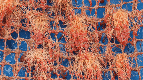 Dokumentasjon av effektivitet av alternative metoder for begroingskontroll