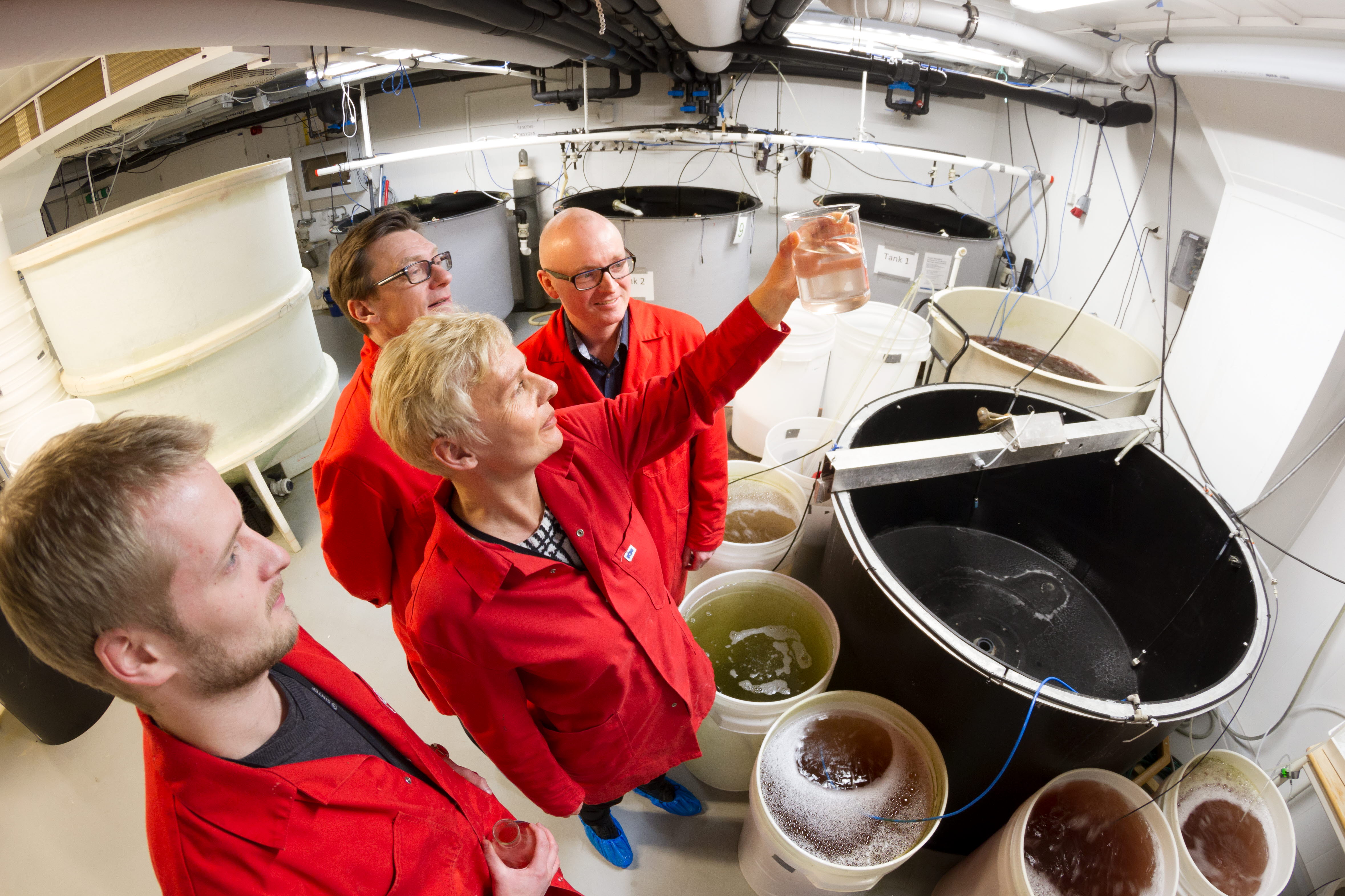 SINTEF etablerer fabrikk for yngelfôr