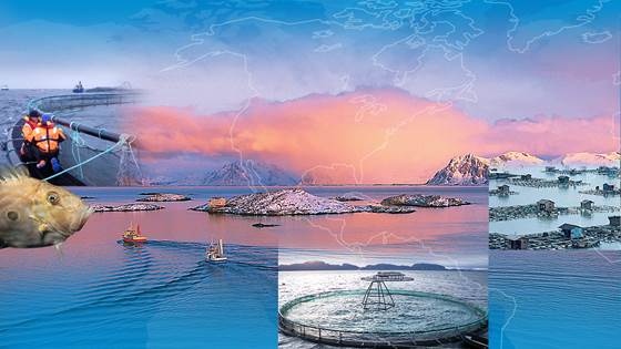 Marin Strategi Trøndelag