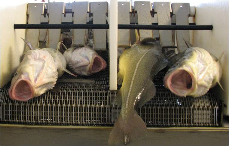 Doktorgrad om slaktemetoder for oppdrettstorsk