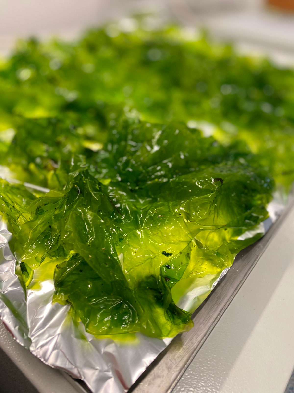 Kelp on aluminium foil in the laboratory