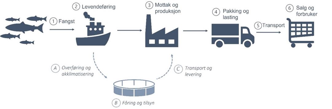 Flytskjema for fangst og levendelagring av hvitfisk. Den &oslash;verste linjen viser kortidslevendelagring om bord (1 til 6), mens den stiplede linjen viser muligheten for levendefangst og lagring (A til C) og gjelder for b&aring;de levendelagring i inntil 12 uker og fangstbasert akvakultur (FBA).