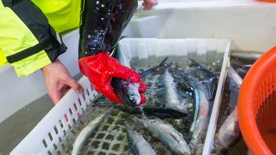 Ny kunnskap om overpumping av makrell