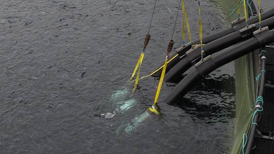 Teknologi for bedre fiskevelferd