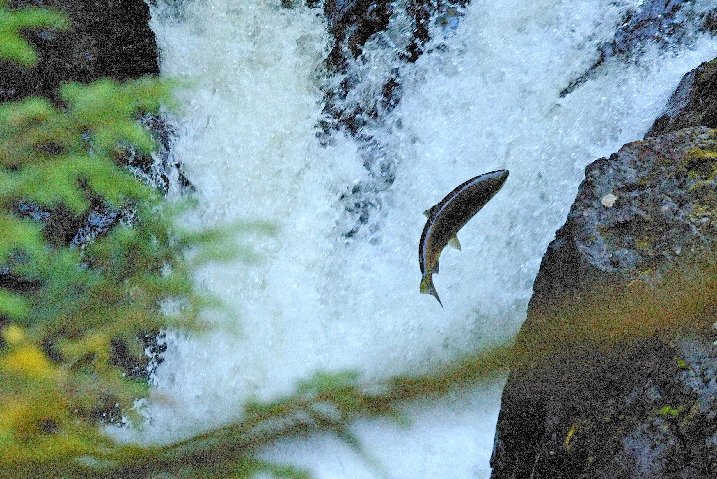 More salmon and more hydropower 