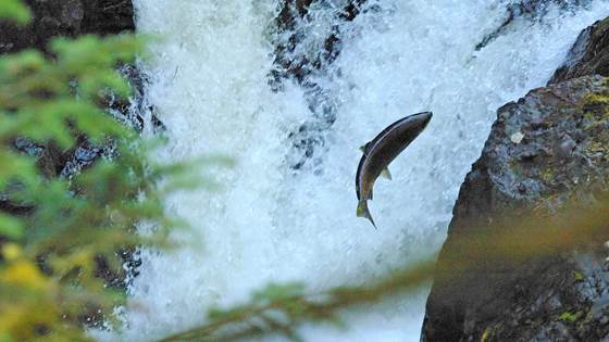 More salmon and more hydropower 