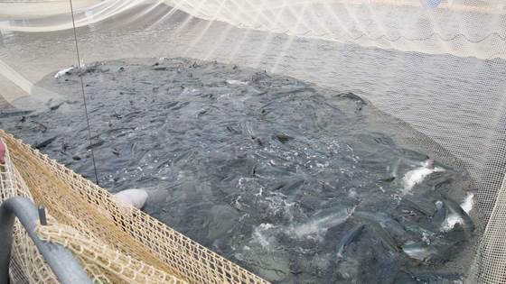 FISHCrowding