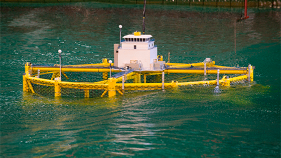 Offshore salmon fish farming