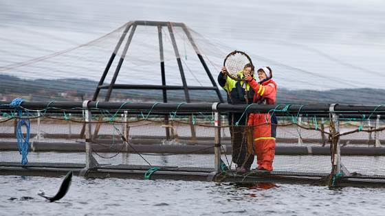 Escaped salmon and human factors - time for international cooperation