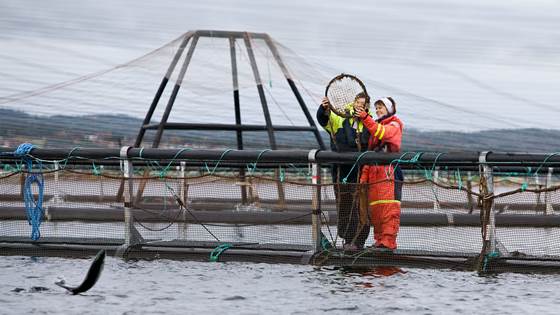 Escaped salmon and human factors - time for international cooperation