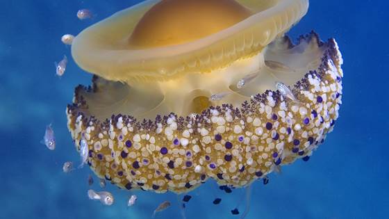 GoJelly - En gelatinøs løsning på plastforurensning