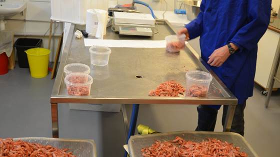 Teknologiutvikling i rekeindustrien