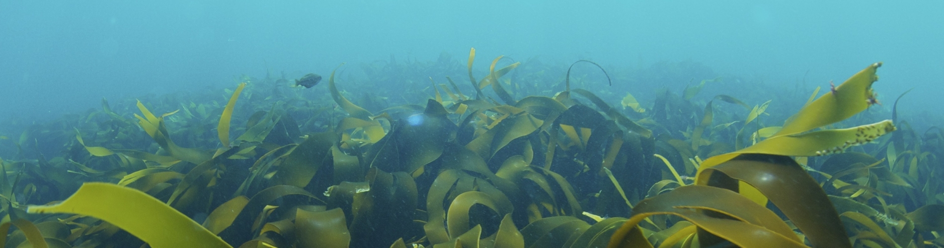 Sirkulær bioøkonomi