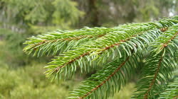 Skaper framtidas plast med tre 