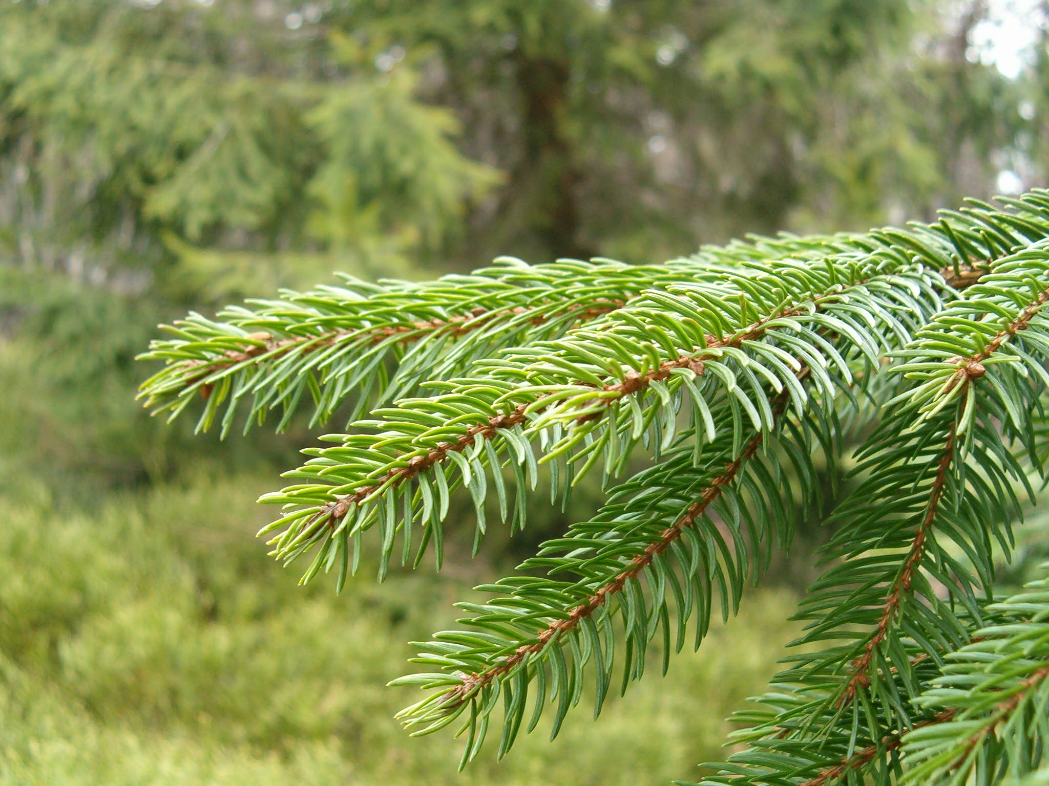 Skaper framtidas plast med tre