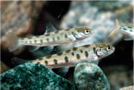 More salmon can grow up with small adaptions in hydro power technology and operation.