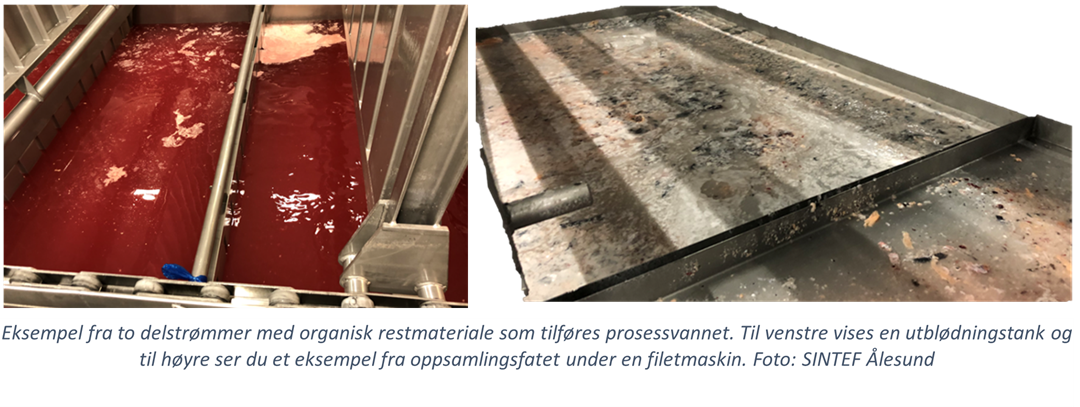 Eksempel fra to delstrømmer med organisk restmateriale som tilføres prosessvannet. Til venstre vises en utglødningstank og til høyre ser du et eksempel fra oppsamlingsfatet under en filetmaskin.
