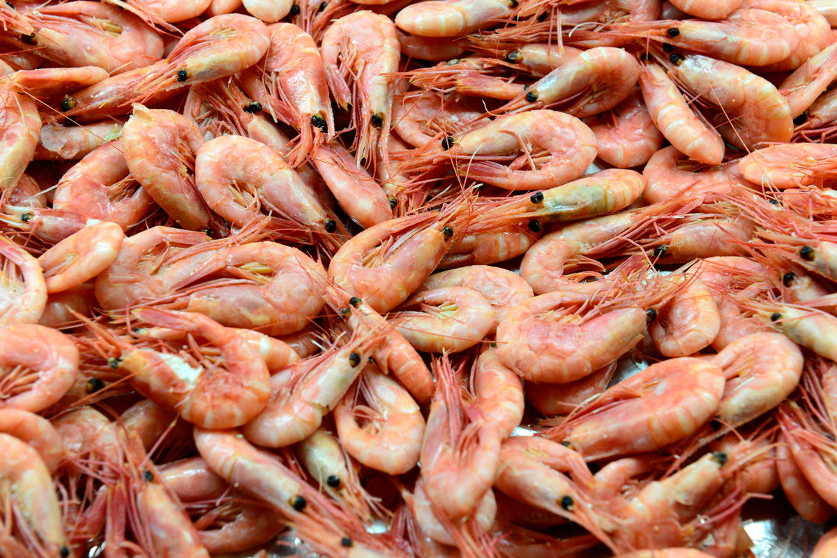 LUXUS - Testing lights in shrimp fisheries