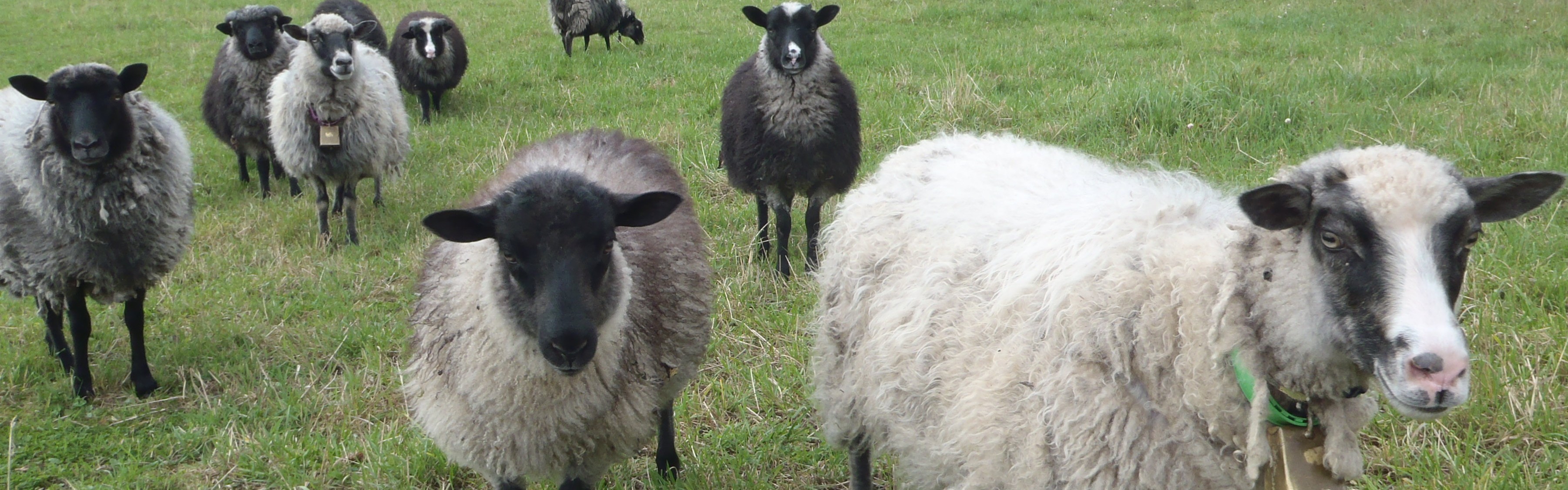 Endringer i utmarksbeite – årsaker, virkninger og virkemidler