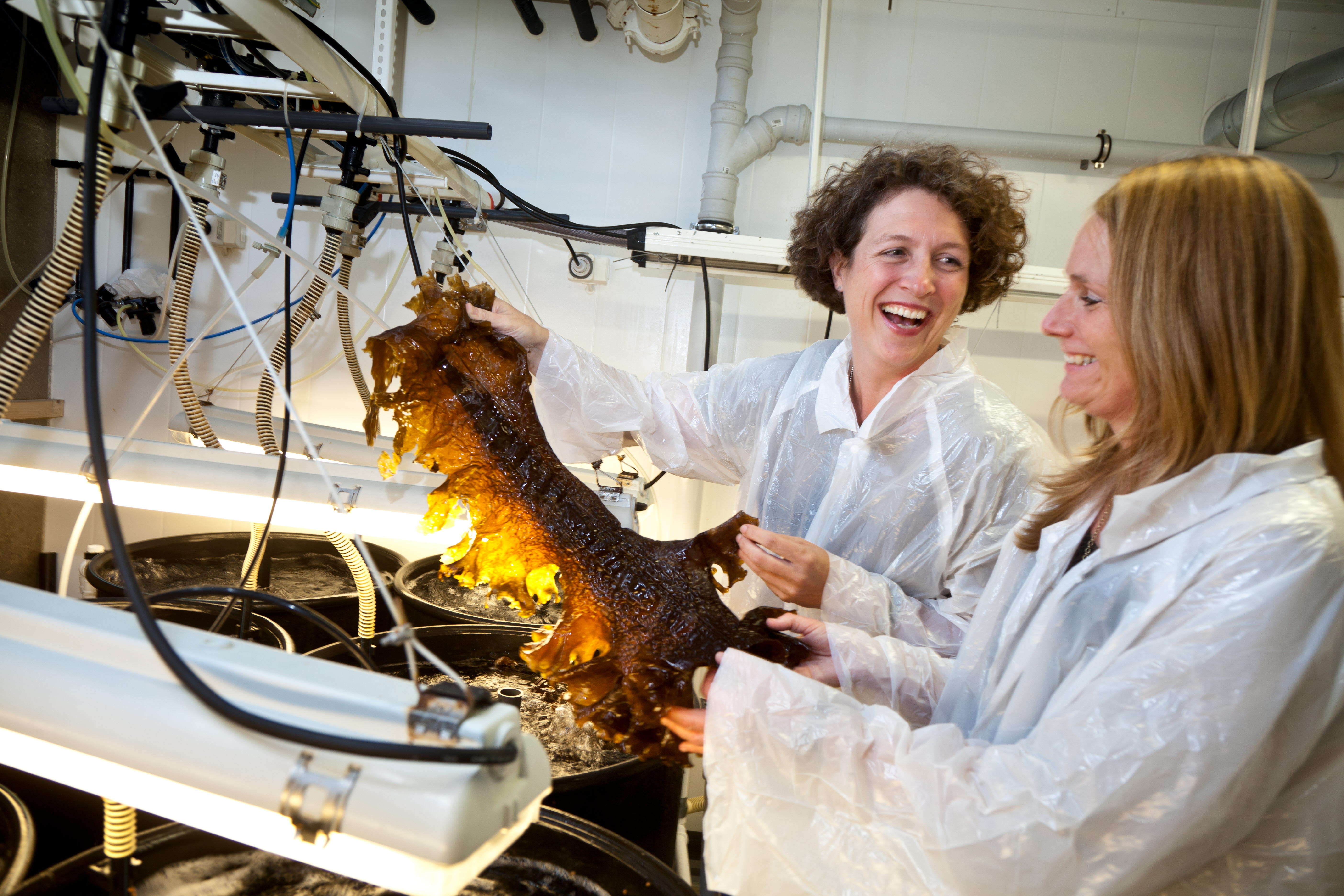 Forskere skal hjelpe fram tang- og tarefarmer