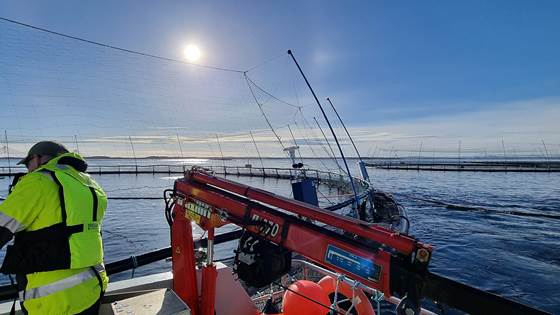 Ny nettguide for helse, miljø og sikkerhet i havbruk