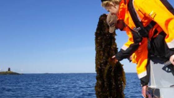 Priority project on marine bioeconomy