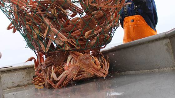 Snøkrabbefisket: - Skal vi kopiere eller sette ny norsk standard?