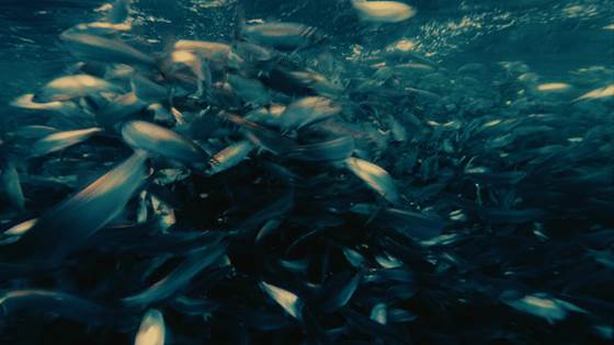 CO2-rik gass kan brukes til fiskefôr