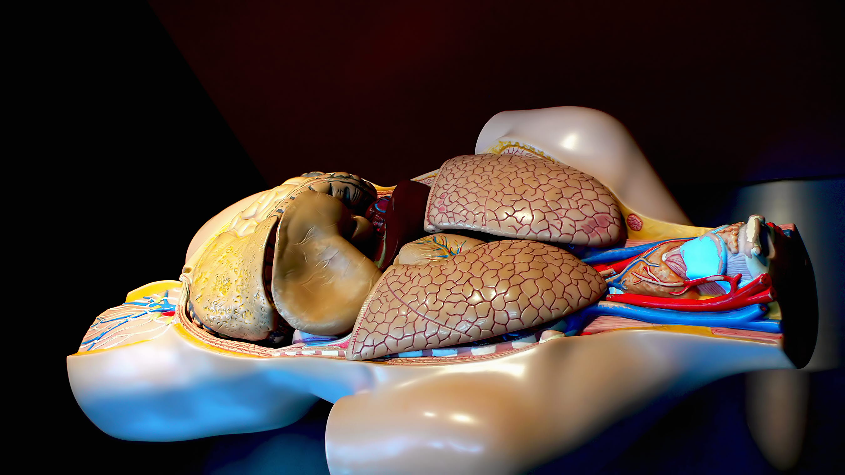 Artificial liver support for the chronically ill