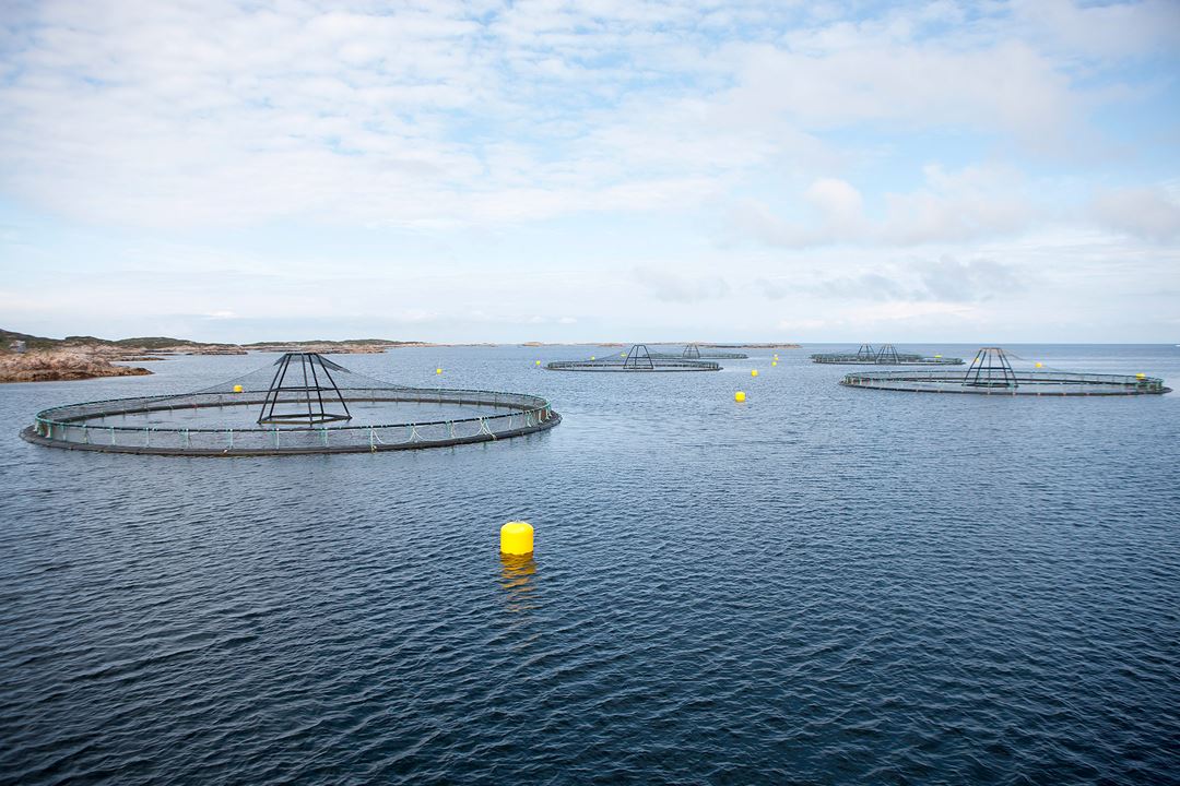 sea cages at sea