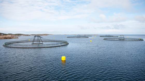 dFUSE -better utilization of fish that die in fish cages