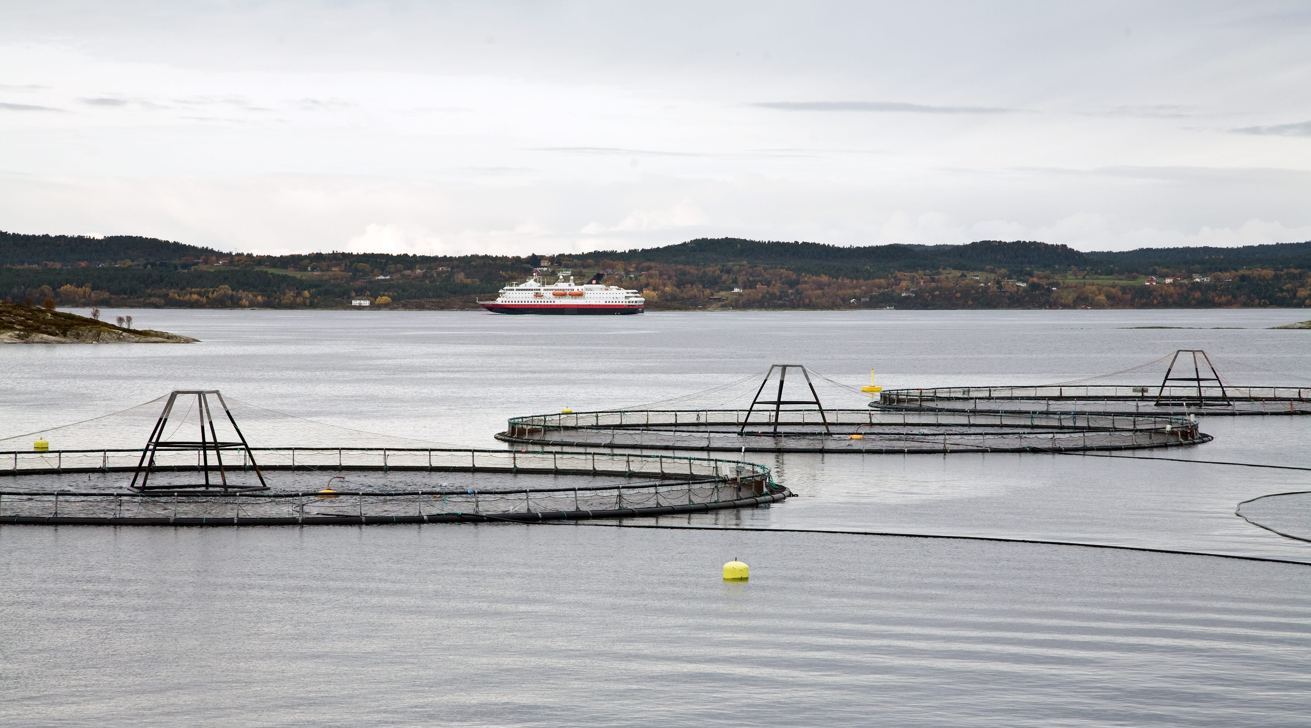 Vil få laksesykdommer under kontroll med helhetsblikk