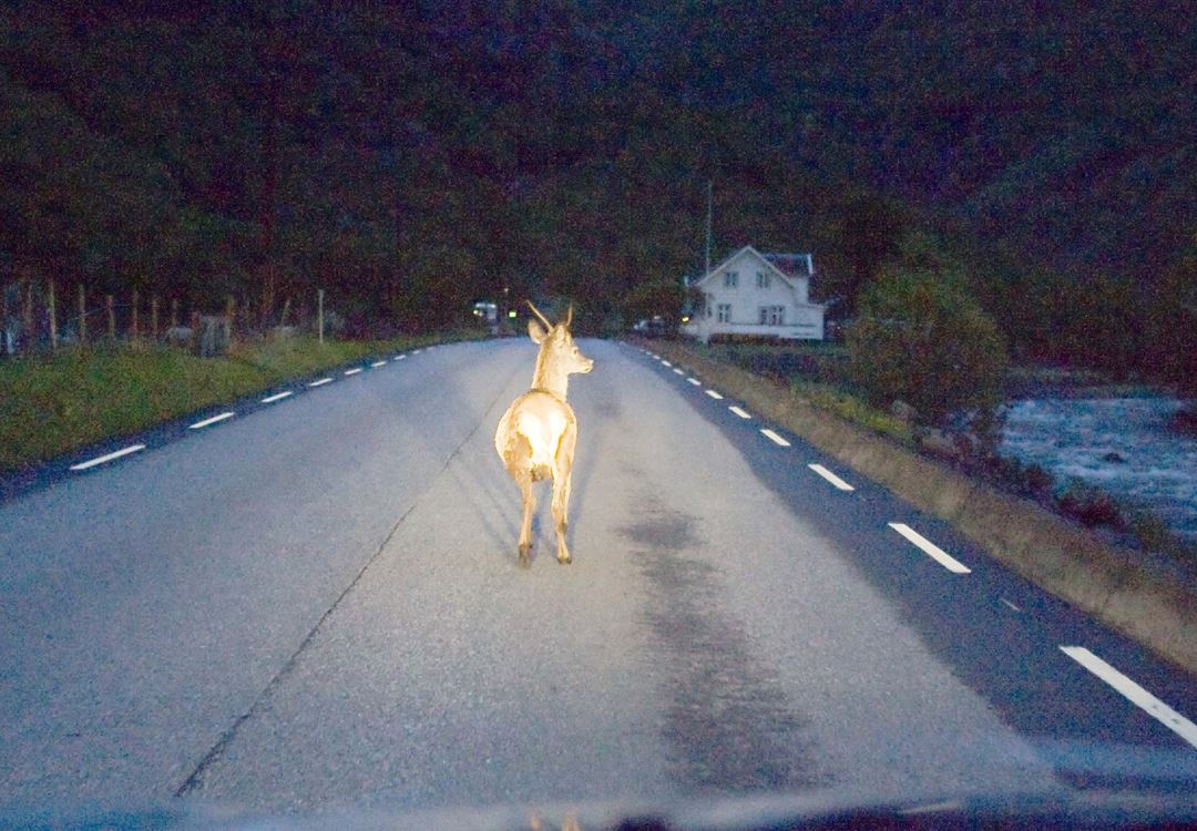 Hjort i veien