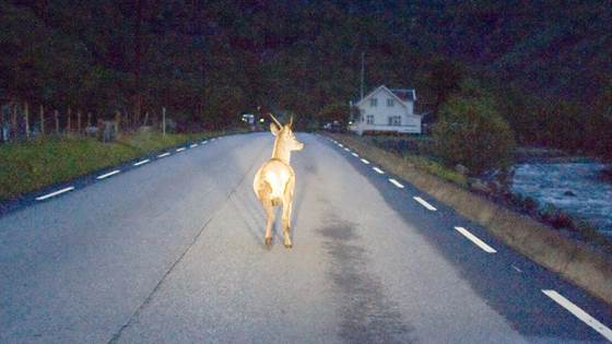 Bedre varsling kan redde flere folk og dyr i trafikken