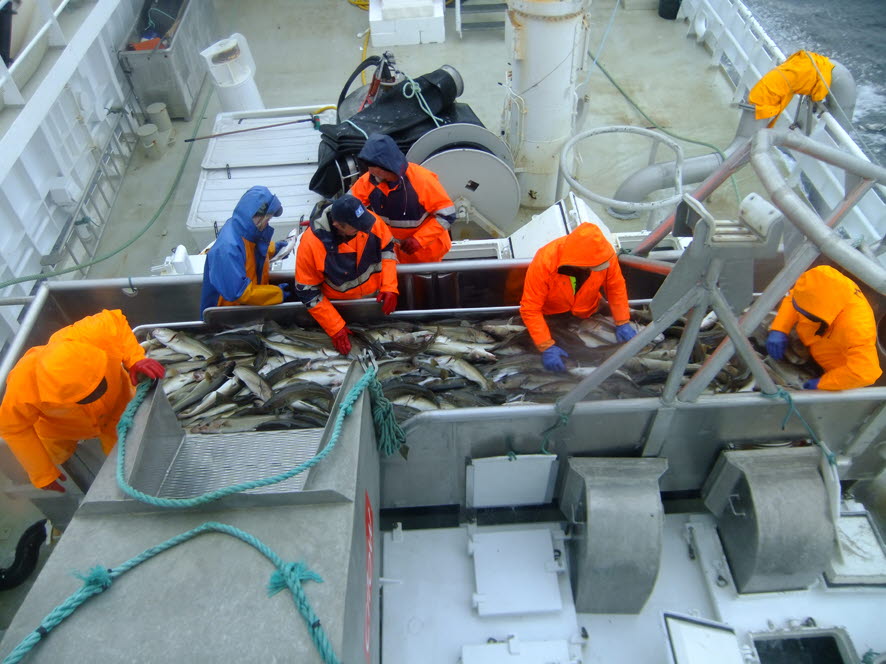 Ensilering av restråstoff i hvitfiskflåten: Potensial for verdiskapning og krav til infrastruktur, logistikk og teknologi. 