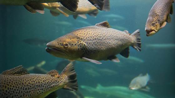 MucoProtect - Et nytt generisk system for målrettet levering av orale vaksiner