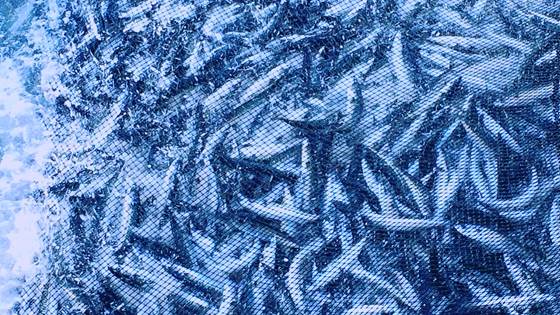 Hanne Digre deltaker i ekspertutvalg om fiskerikontroll