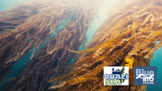 Webinar - Ensuring the quality of cultivated seaweed from harvesting to stabilised raw material