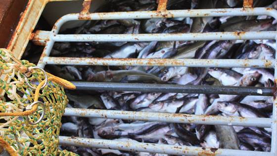 Quick method to estimate belly bursting in pelagic fish on board vessels