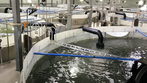 BlueGreenCycle – gjenbruk av organisk materiale og næringssalter fra havbruk