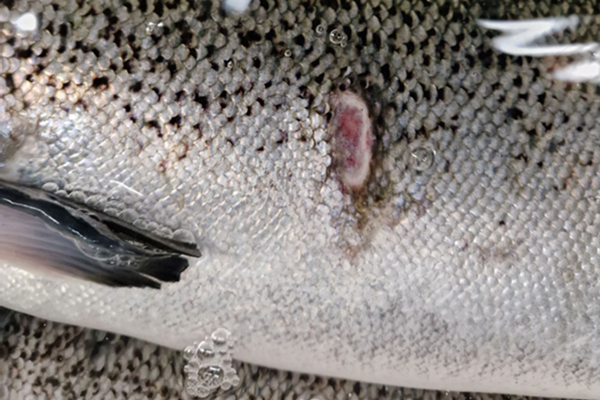 Fisk med sår