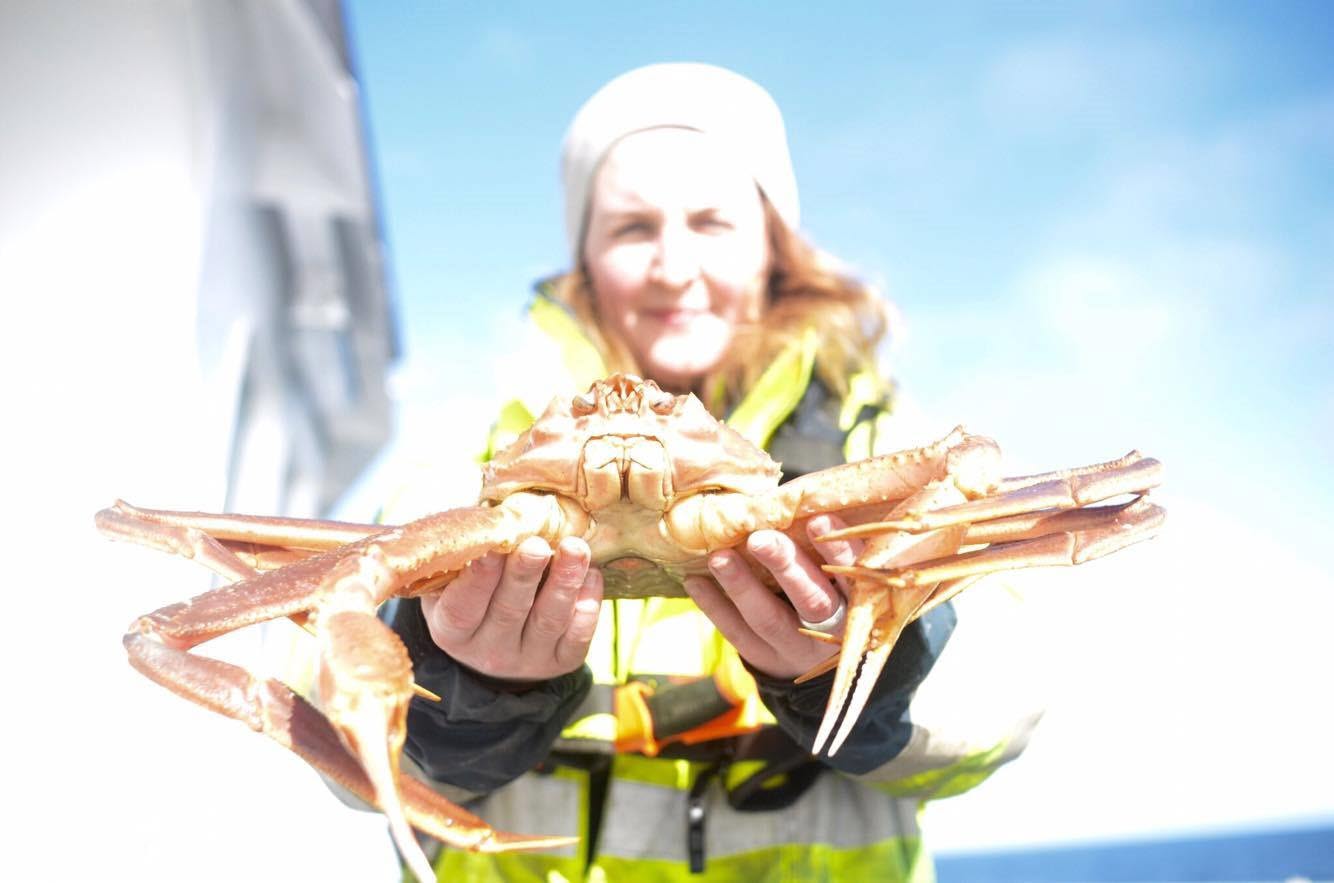 Bilde av en snøkrabbe som holdes av en SINTEF-forsker