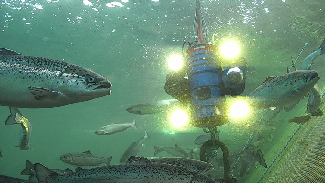 Fisk og kamera under vann